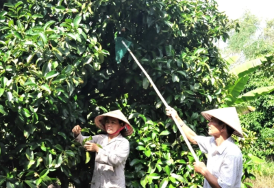 Vui xuân, đón Tết không quên ruộng vườn