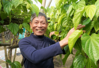 Xã có hơn 300 hộ trồng trầu, tiền rủng rỉnh quanh năm