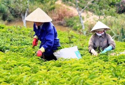 Khung chế tài mới trong quản lý trồng trọt và kiểm dịch thực vật